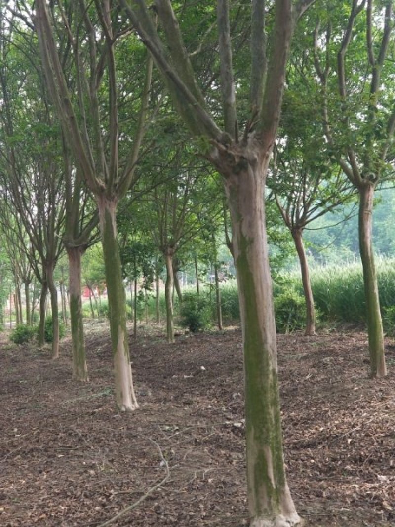 紫薇1一16公分，本苗圃大量供应