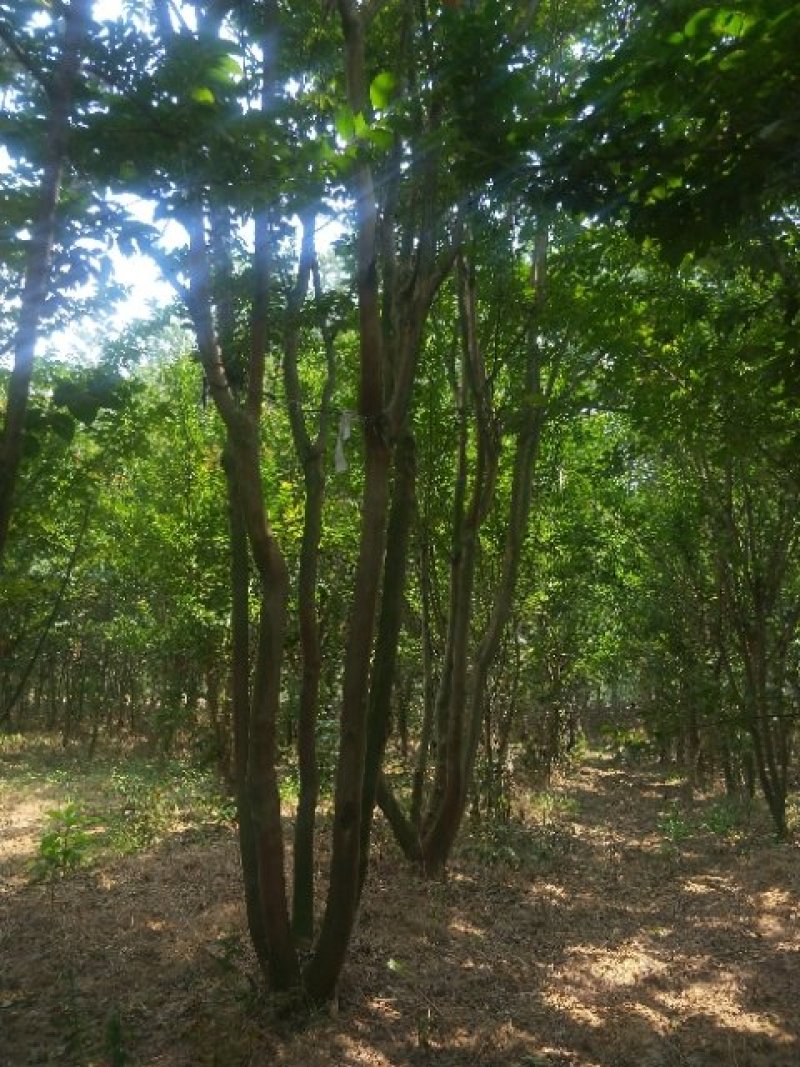 紫薇1一16公分，本苗圃大量供应