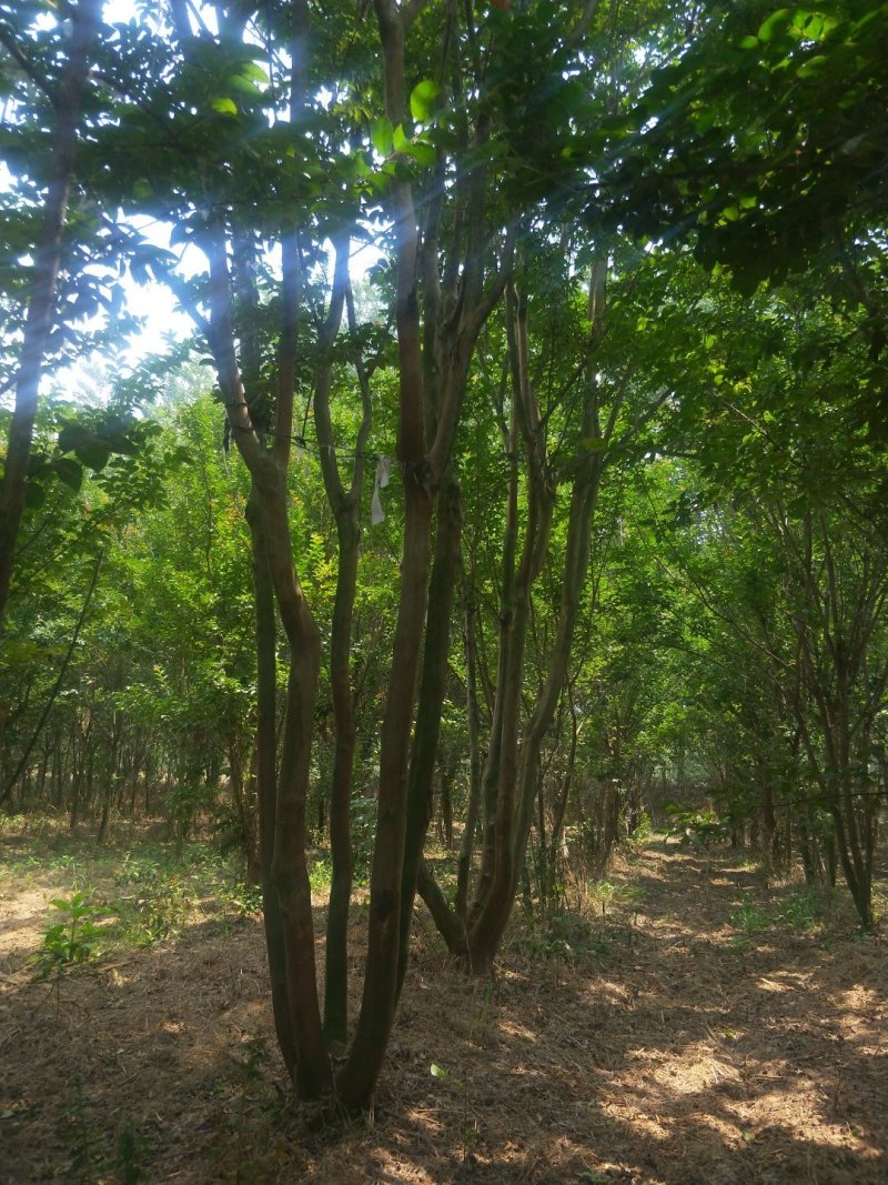 紫薇1一16公分，本苗圃大量供应