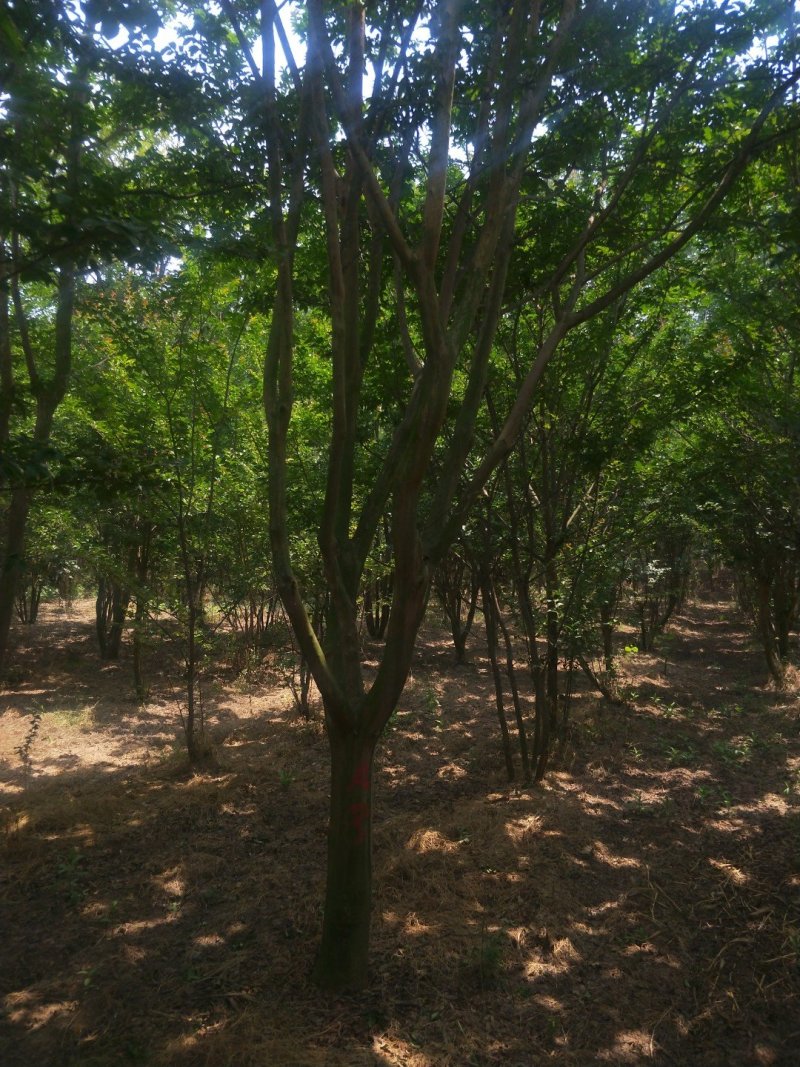 紫薇1一16公分，本苗圃大量供应
