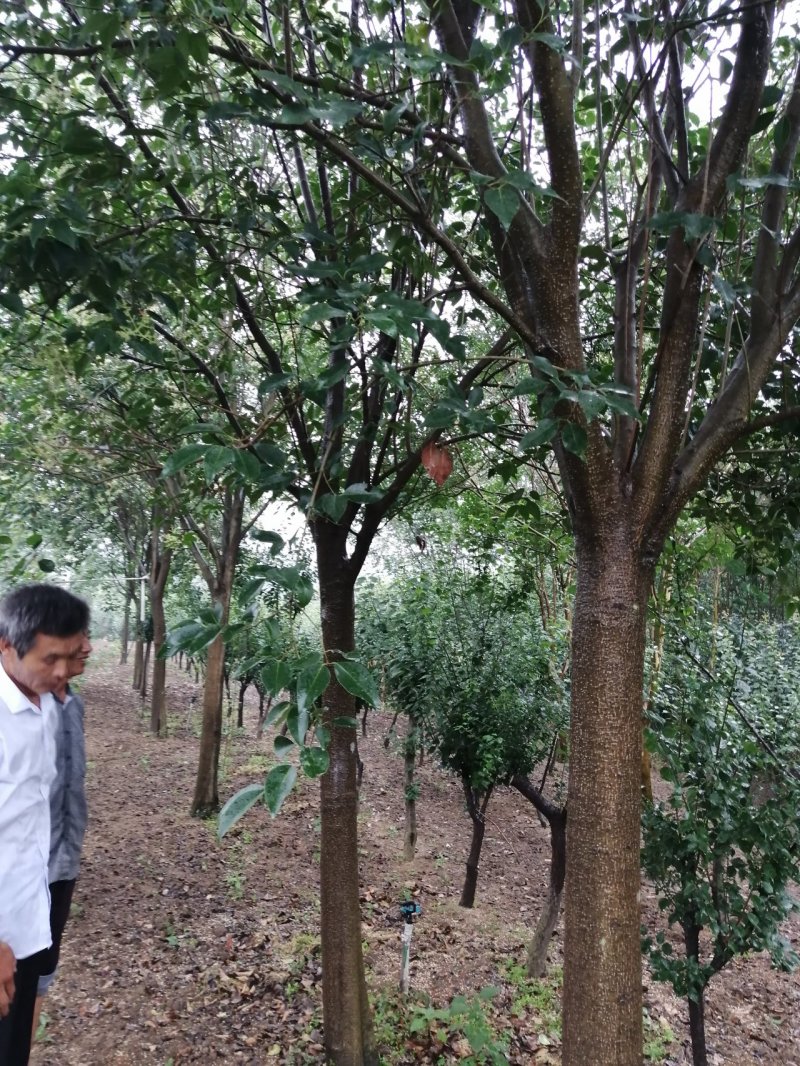 紫薇1一16公分，本苗圃大量供应