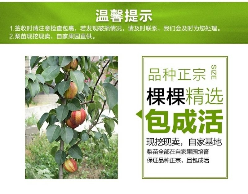 梨树苗产地直销量大从优质量保证保成活率