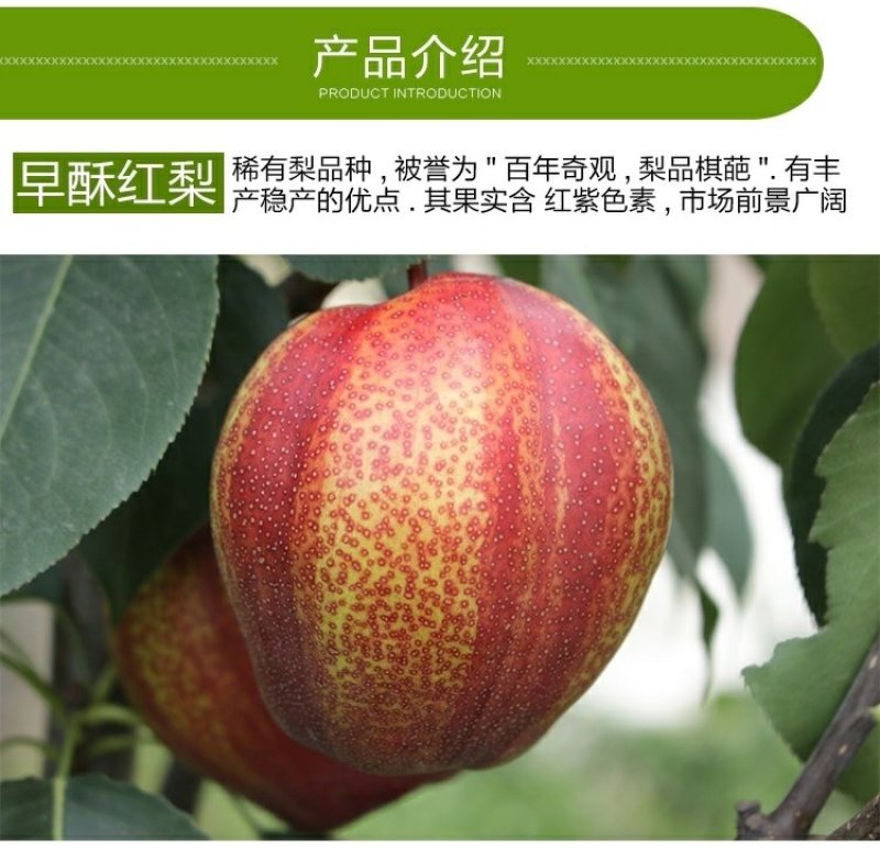 梨树苗产地直销量大从优质量保证保成活率