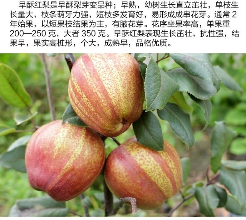 梨树苗产地直销量大从优质量保证保成活率