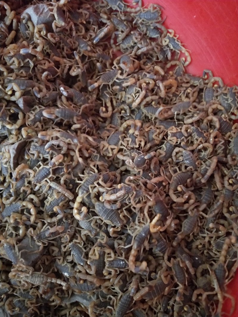 活蝎，保证质量，山东优质