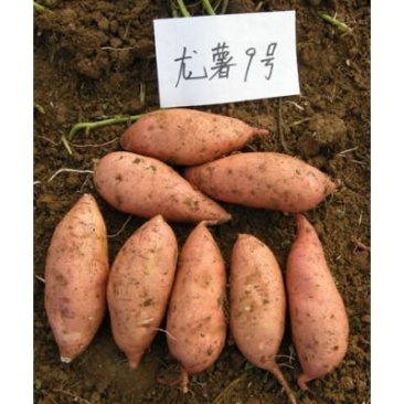 龙薯9号，沙土地甜度高，大量上市，大量供应