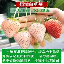 黑巴克黑草莓奶油白草莓苗盆栽四季草莓南北方阳台种植四季结