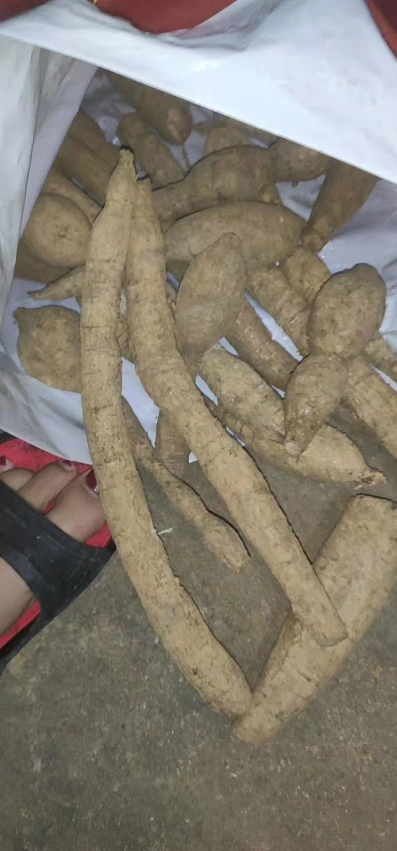 野生牛大力，牛大力干泡酒