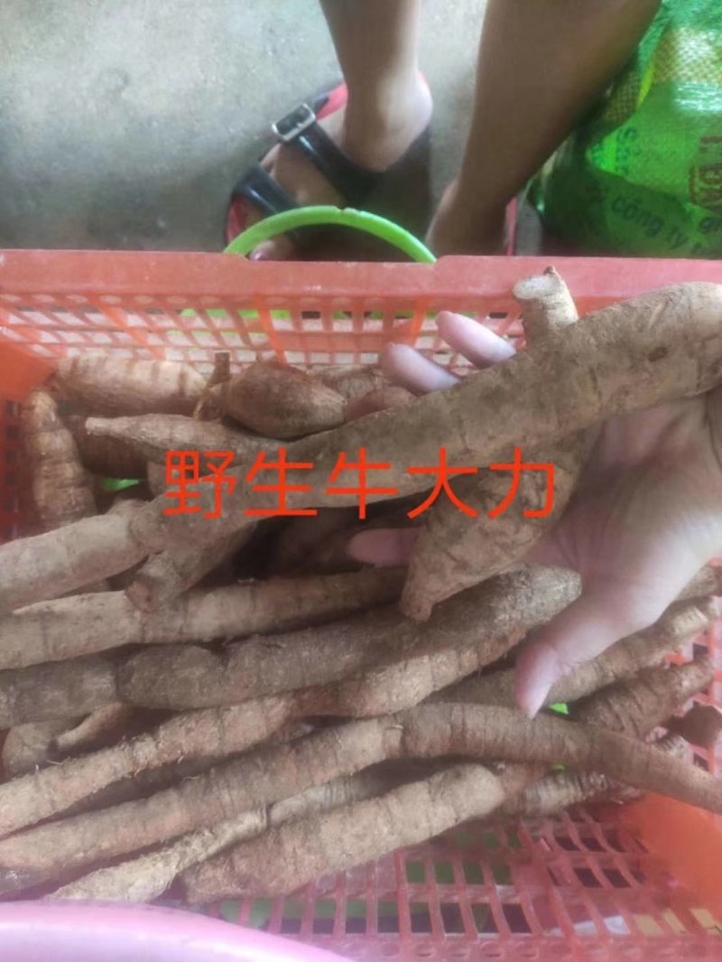 野生牛大力，牛大力干泡酒
