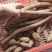 野生牛大力，牛大力干泡酒