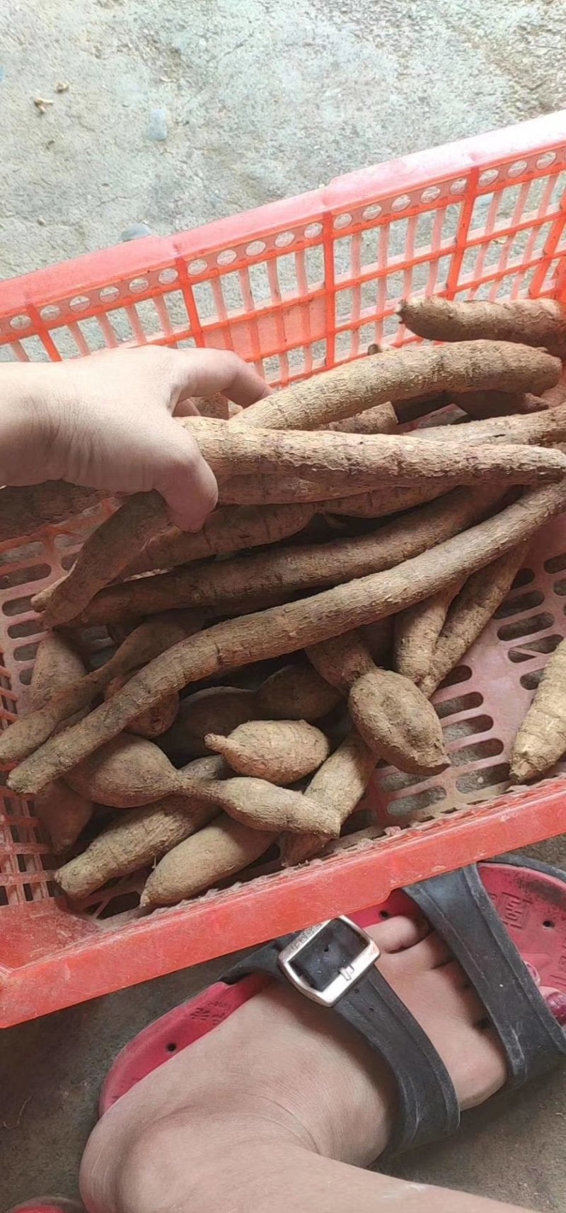 野生牛大力，牛大力干泡酒