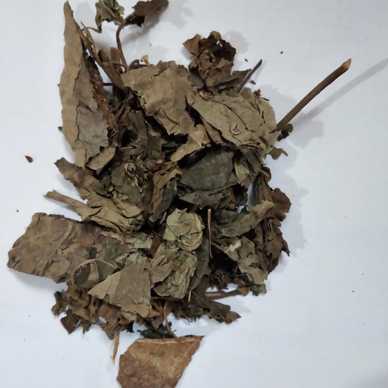 臭梧桐根叶子都有2斤起卖大部分地区包邮