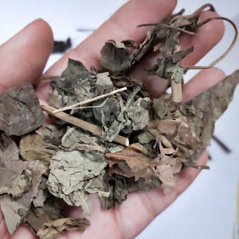 臭梧桐根叶子都有2斤起卖大部分地区包邮