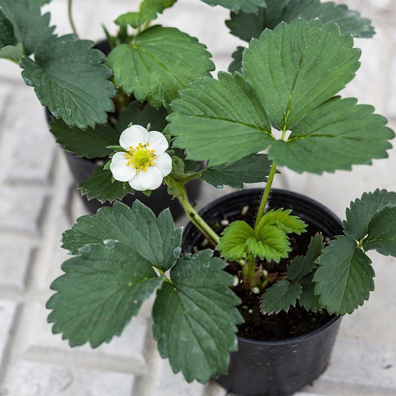 20株草莓苗栽好包成活南北方四季奶油爬藤草莓苗盆