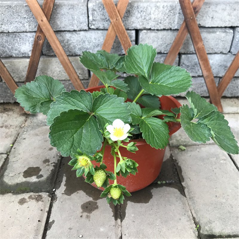 20株草莓苗栽好包成活南北方四季奶油爬藤草莓苗盆