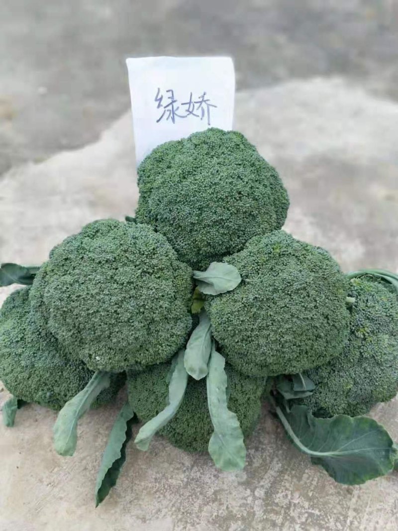 早熟西兰花种子西兰花种子青花菜种子（科兴绿娇）