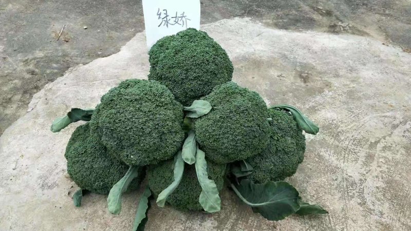 早熟西兰花种子西兰花种子青花菜种子（科兴绿娇）