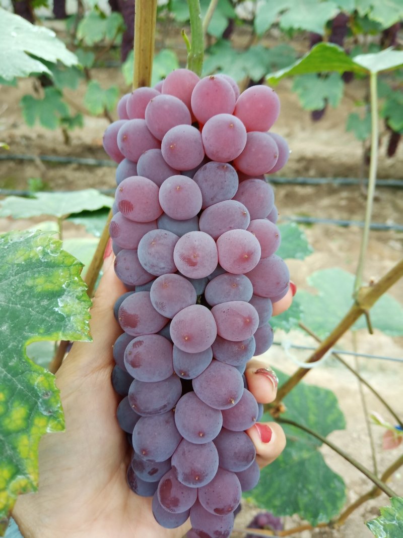 小红粒葡萄，无籽，口感甜，大量批发