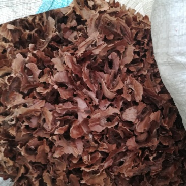 核桃夹心木人工砸仁手工取木万亩核桃种植加工基地直供