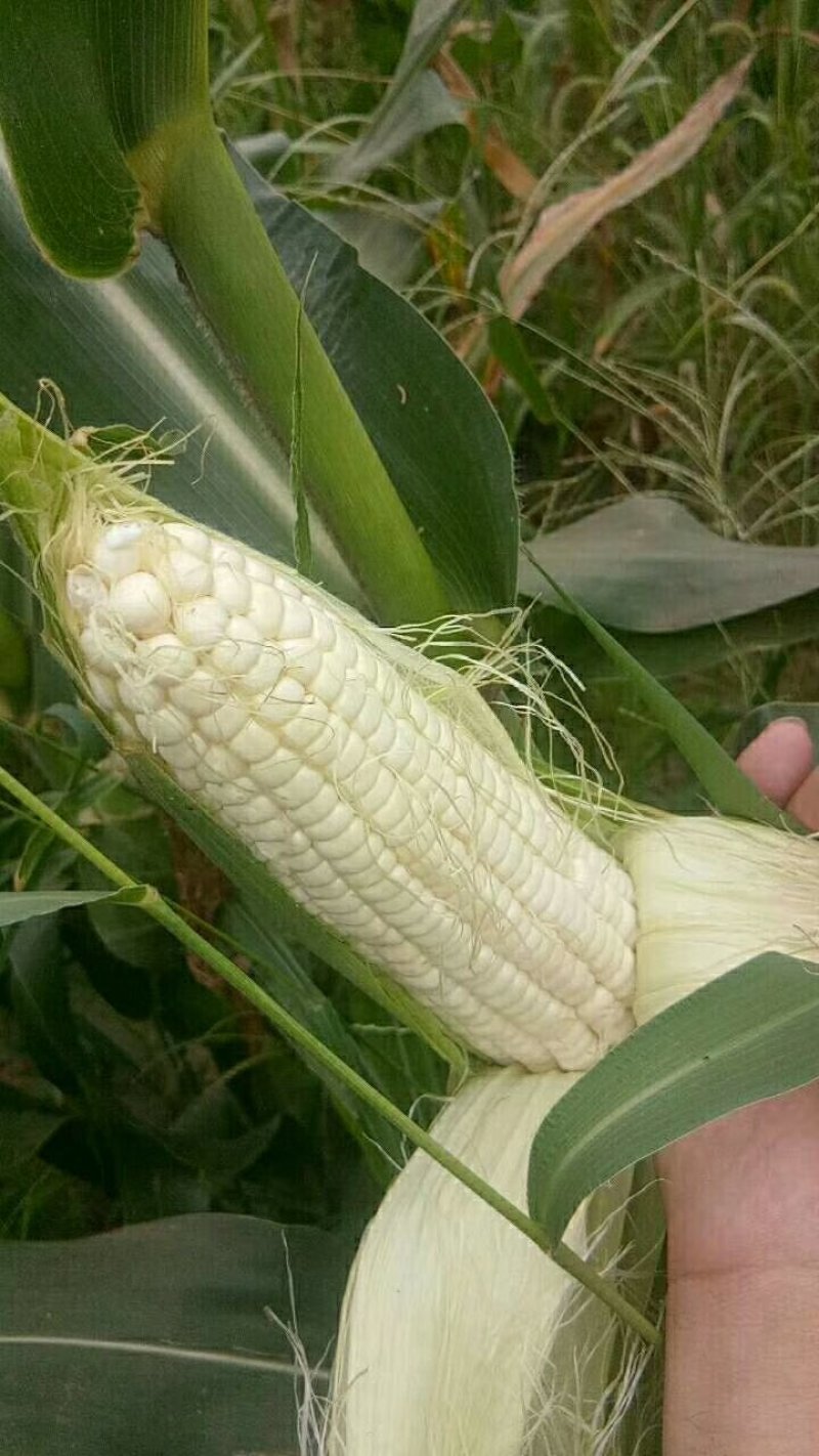 鲜玉米七八月大量供应