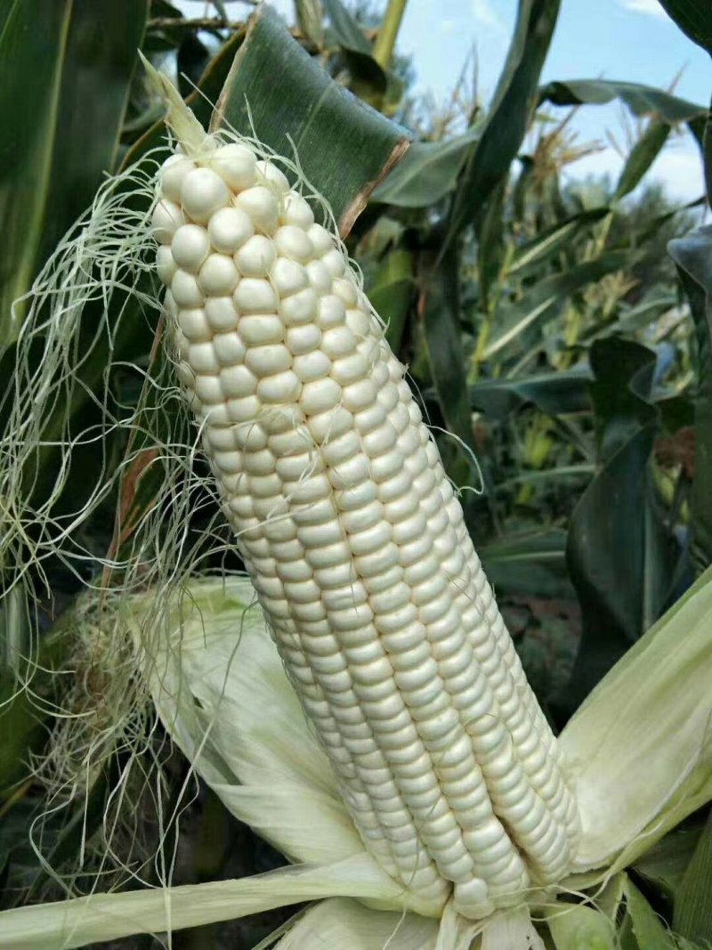 鲜玉米七八月大量供应