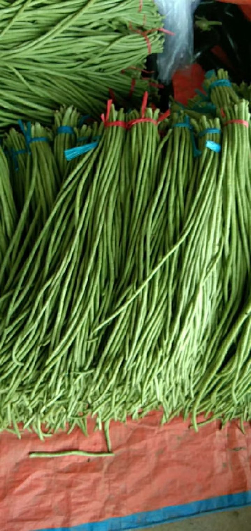 长豆角夏天秋天大量供应