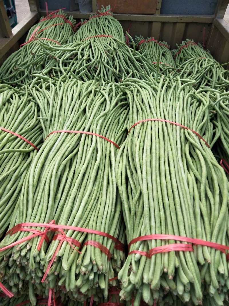 长豆角夏天秋天大量供应