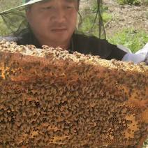农家土蜂蜜‘