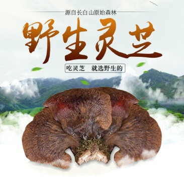 长白山野生灵芝东北特产吉林长白山野生灵芝