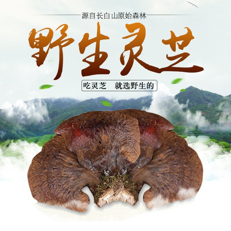 长白山野生灵芝东北特产吉林长白山野生灵芝