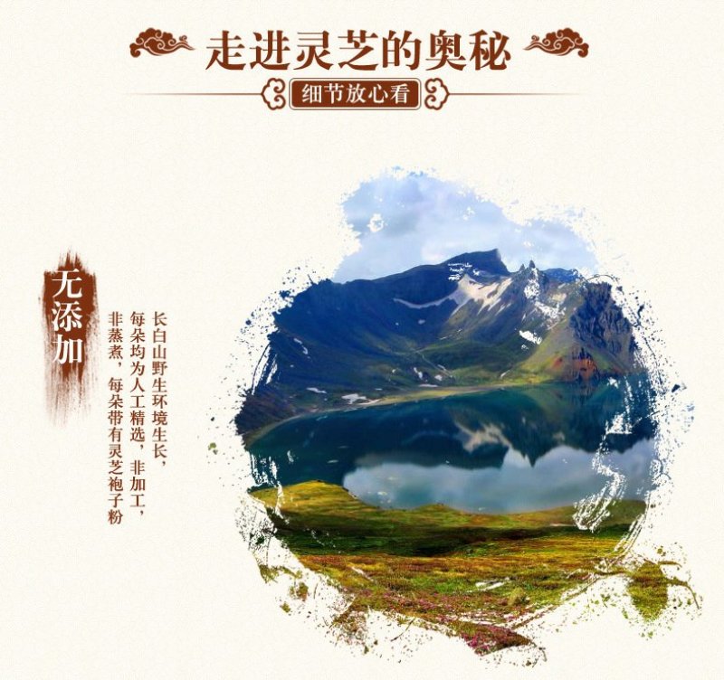 长白山野生灵芝东北特产吉林长白山野生灵芝