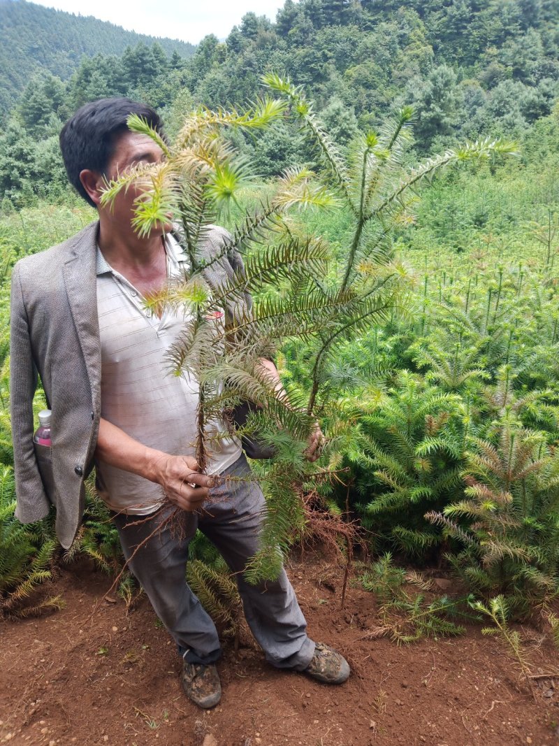 杉木苗柳杉苗常年供应，欢迎各位新老客户选购