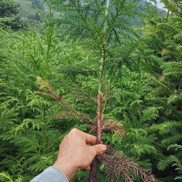 杉木苗柳杉苗常年供应，欢迎各位新老客户选购