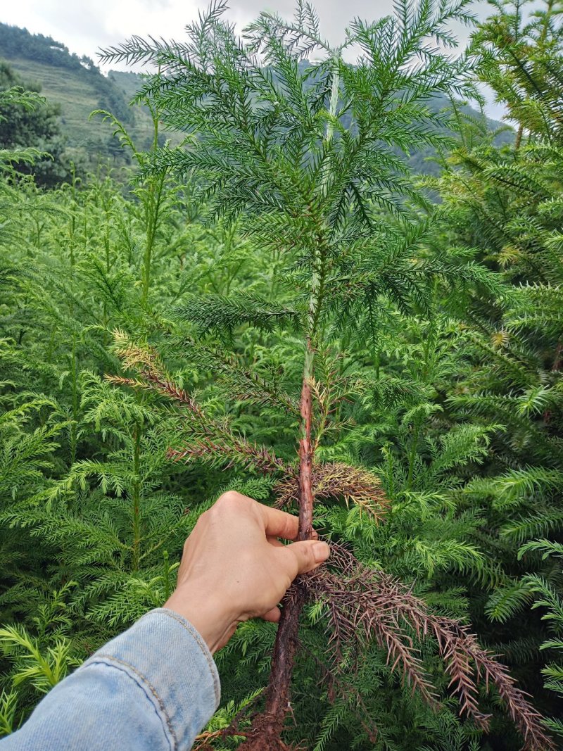 杉木苗柳杉苗常年供应，欢迎各位新老客户选购