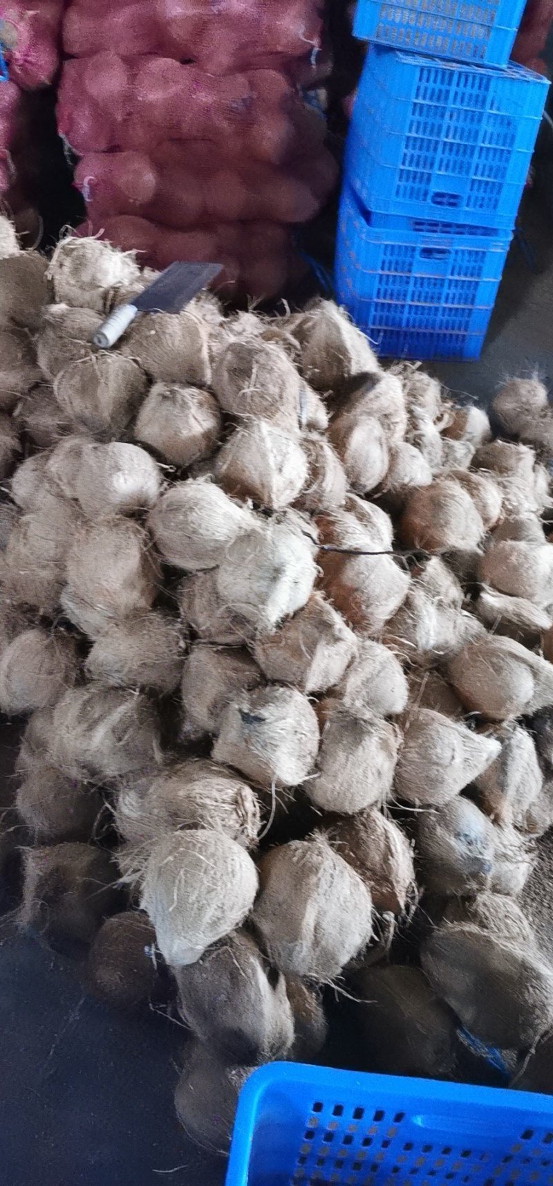 开口椰子椰子炖盅越南老椰子椰皇