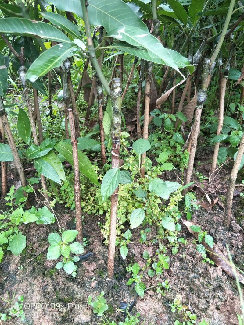 大量供应芒果苗、香甜可口