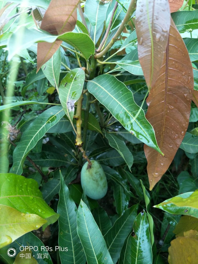 大量供应芒果苗、香甜可口