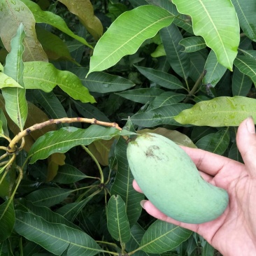 大量供应芒果苗、香甜可口
