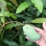大量供应芒果苗、香甜可口