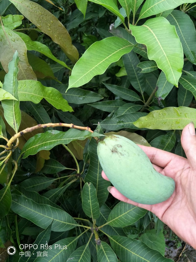 大量供应芒果苗、香甜可口