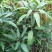 大量供应芒果苗、香甜可口