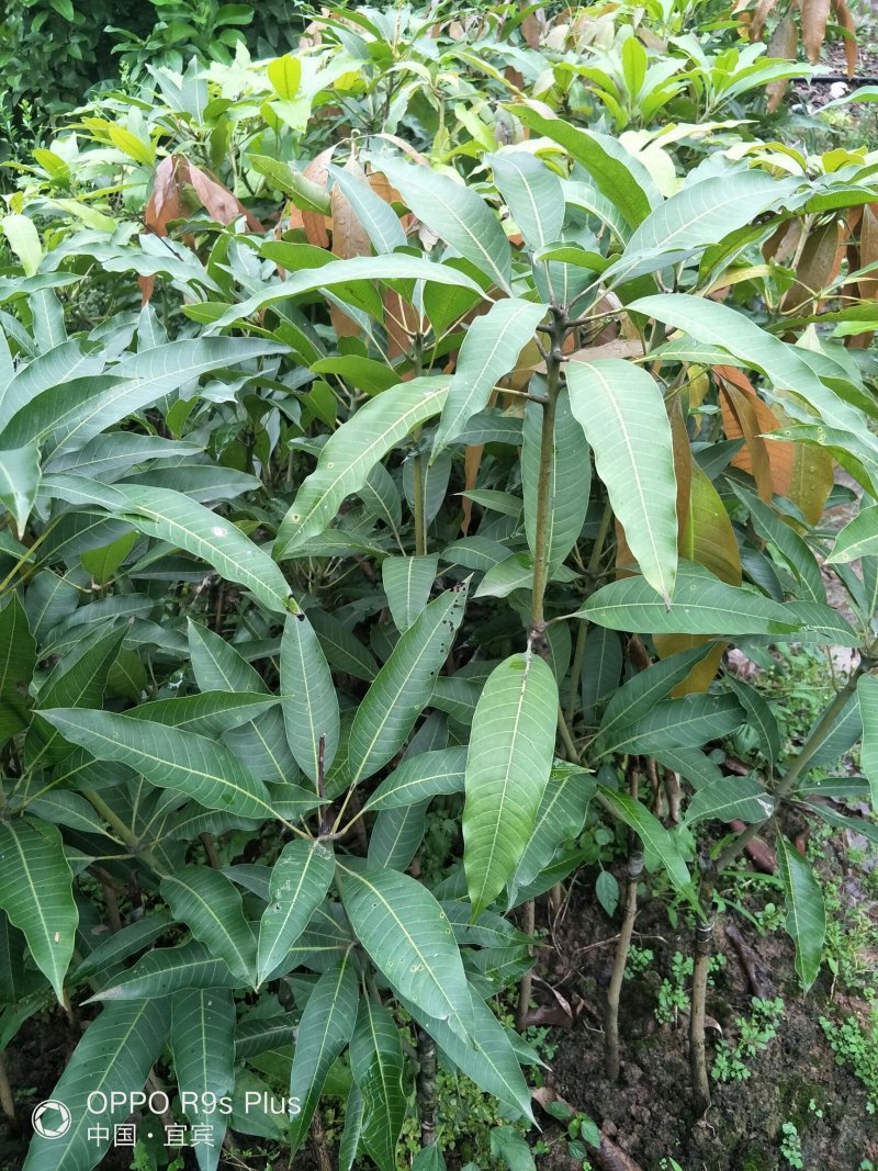 大量供应芒果苗、香甜可口