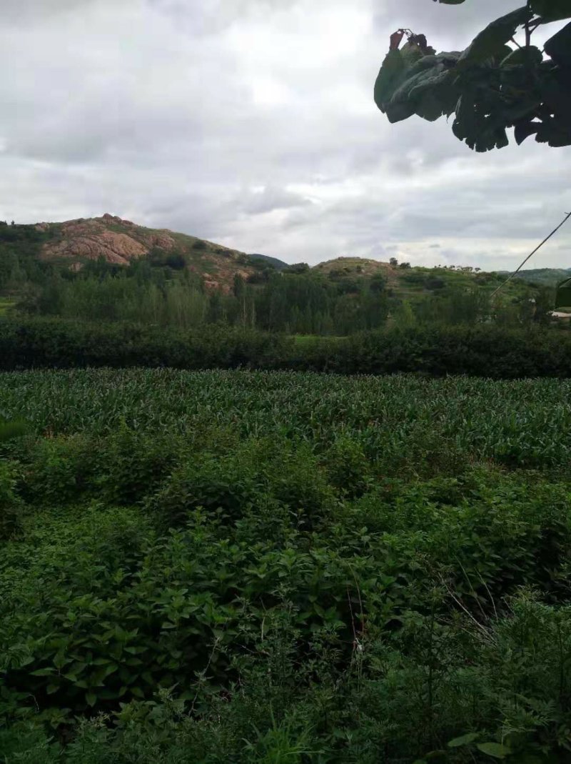 山地转让