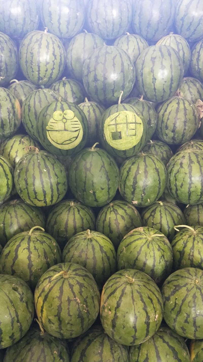 西瓜，庆红999瓜漏、代办代发，长期供应瓜漏、合作供赢