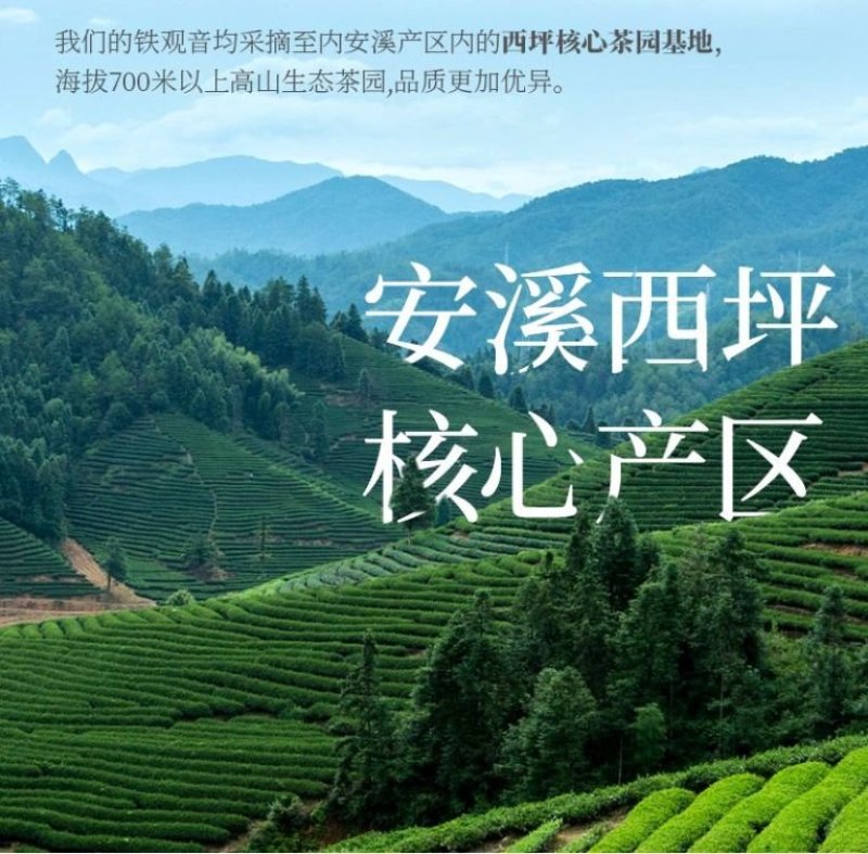 铁观音青茶叶安溪乌龙茶组合共600g等于1.2斤一件代发