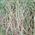 野生：野刺苋