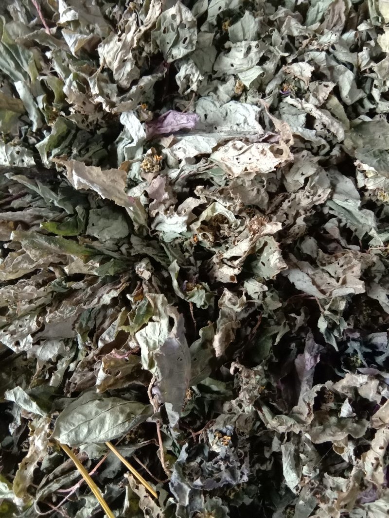 风柜斗草，风谷草，月亮山纯野生货。