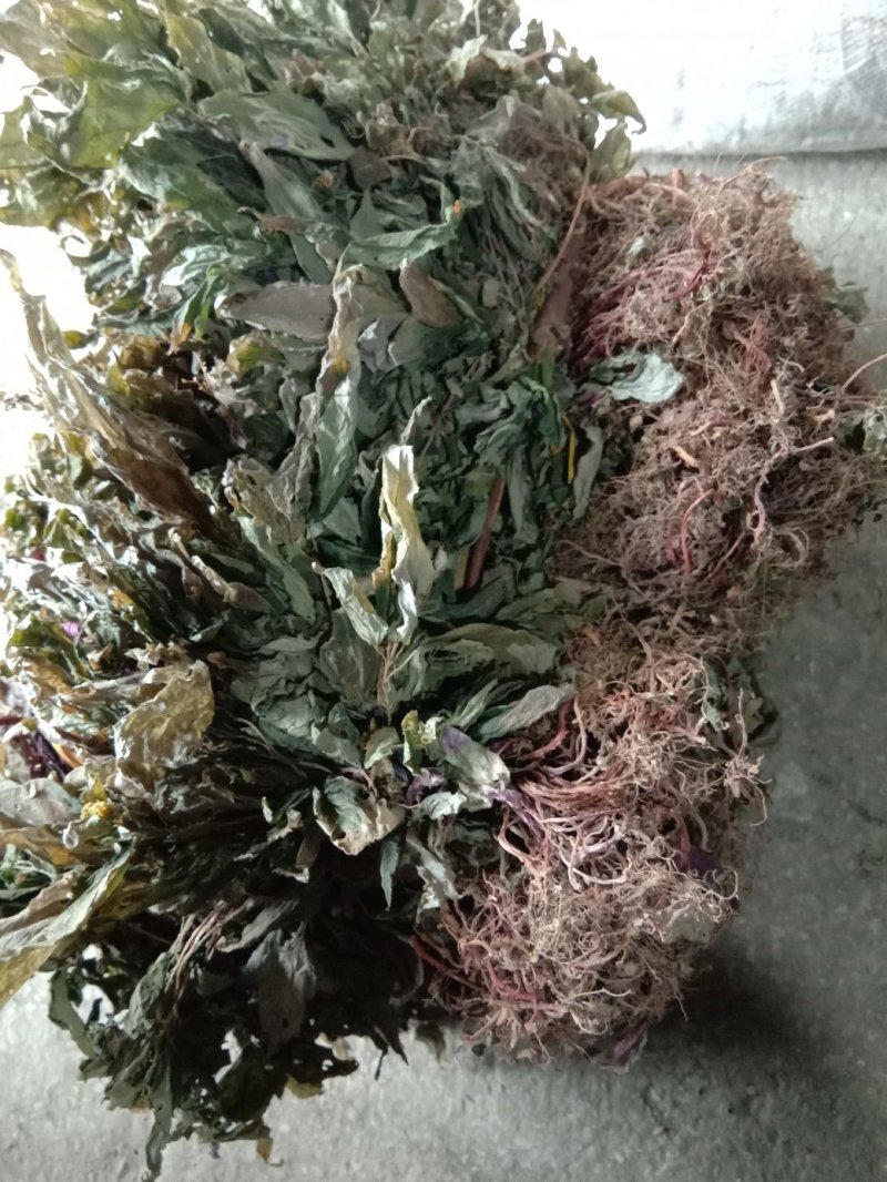 风柜斗草，风谷草，月亮山纯野生货。