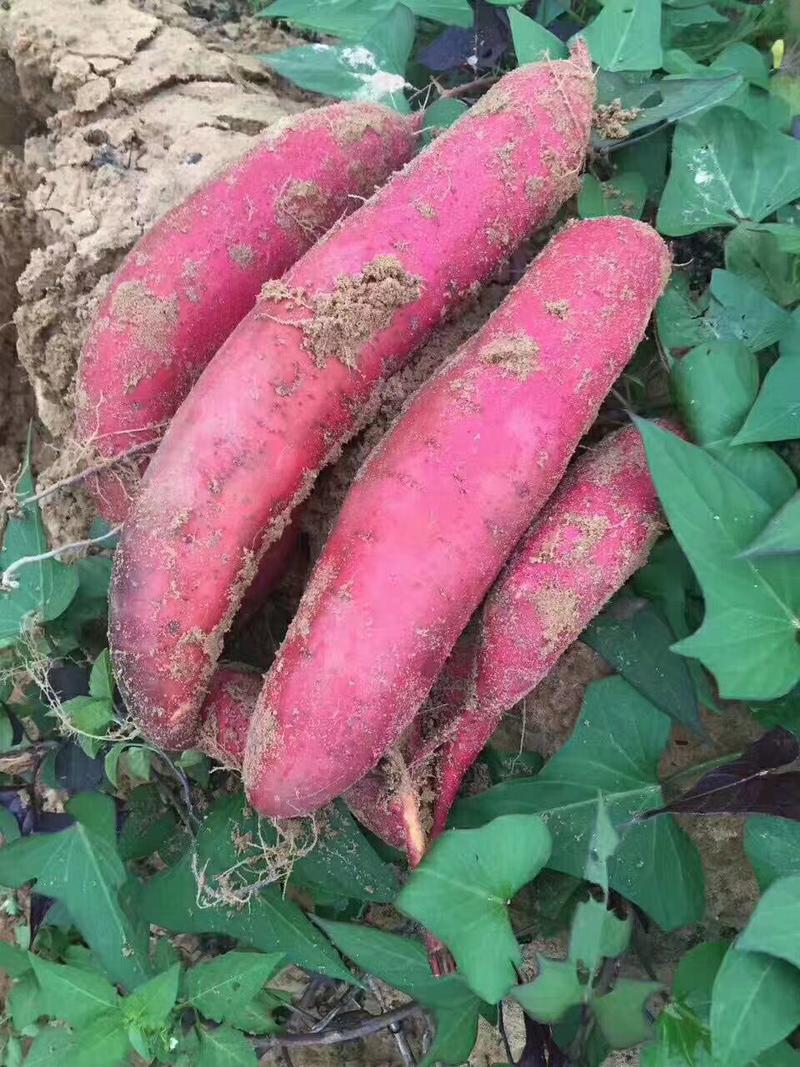 福建漳浦红薯，六鳌红蜜薯，西瓜红现挖现发一手货源