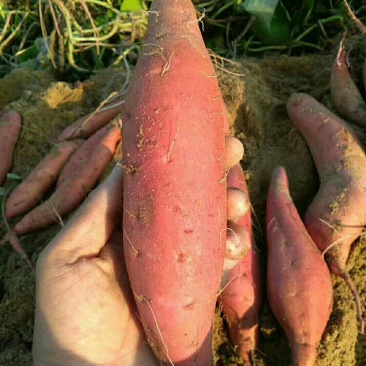 福建漳浦红薯，六鳌红蜜薯，西瓜红现挖现发一手货源